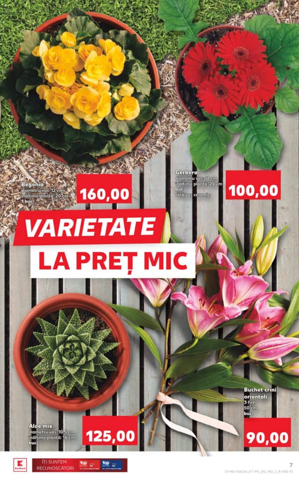 Pagina 7