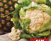 Conopidă Kg