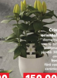 Crin oriental diametru vas 13 cm