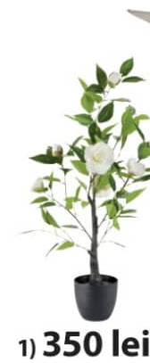 Solopgang Planta 80 cm