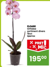 Linella Floare Orhidee sortiment divers 1buc