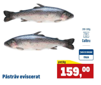 Păstrăv eviscerat 300-500g