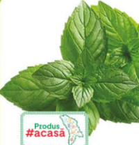 Mentă 50g