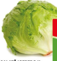 Salată Iceberg Kg