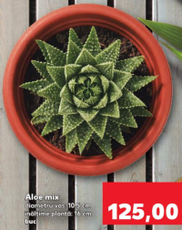 Aloe mix diametru vas: 10.5 cm înălțime plantă: 16 cm 1 buc