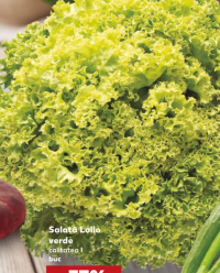 Salată Lollo verde buc