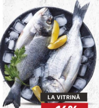 Doradă întreagă acvacultură calibru 400 - 600 kg