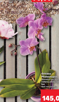 Orhidee Phalaenopsis 50 cm