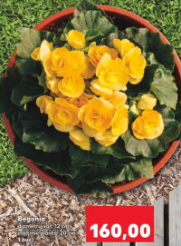 Begonia diametru vas: 12 cm înălțime plantă: 20 cm 1 buc