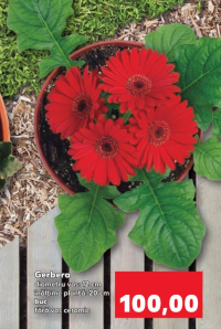 Gerbera diametru vas: 12 cm înălțime plantă: 20 cm 1 buc