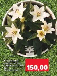 Lily Looks Crin oriental 30 cm