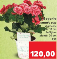 Begonia smart cup h 20 cm buc