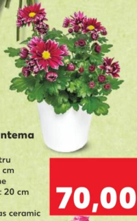 Crizantema mix h 20 cm buc