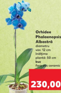 Orhidee Phalaenopsis Albastră h 50 cm buc