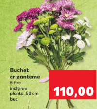 Buchet crizanteme 5 fire h 50 cm buc