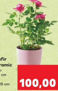 Rosa-trandafir vas ceramic h 20 cm buc