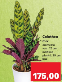 Calathea mix h 25 cm buc